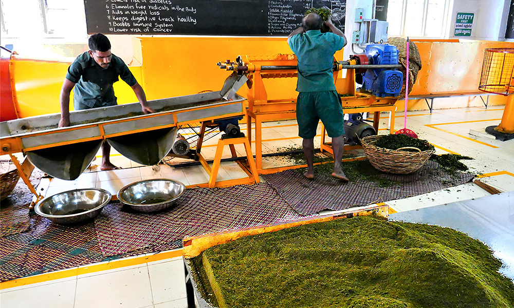 Tee Produktion im "Tee Land" Sri Lanka, © Srilanka-Lifestyle.com by Nathalie Gütermann. Hier: Die Oxidation!