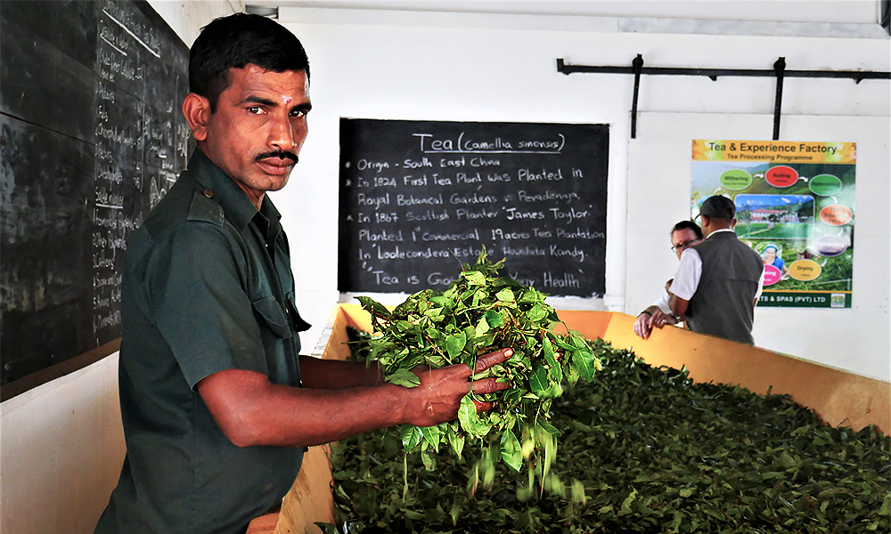 Tee Produktion im "Tee Land" Sri Lanka, © Srilanka-Lifestyle.com by Nathalie Gütermann. Hier: Das Welken!
