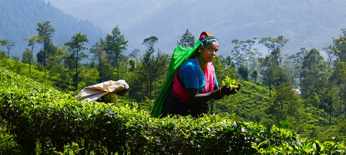 Tea Experience 1: Teepflücken in Teeplantagen