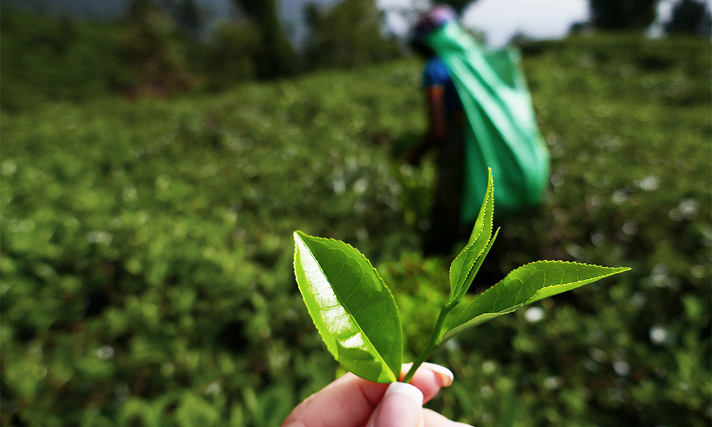 "Tea Plugging" im "Tee Land" Sri Lanka, © Srilanka-Lifestyle.com by Nathalie Gütermann
