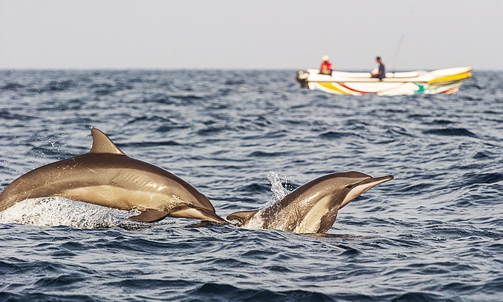 Foto Credit: © Dolphin Beach Resort, dolphinbeach.lk