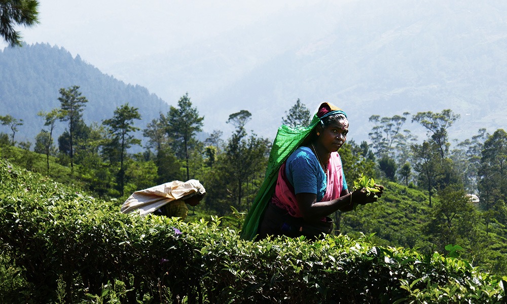 Teepflücken auf Sri Lanka, © SriLanka-Lifestyle.com by Nathalie Gütermann