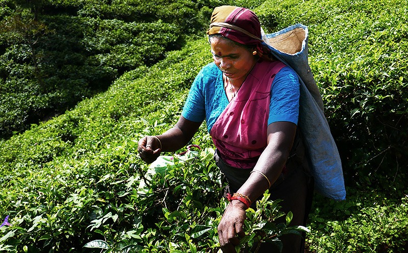 Teeplantage auf Sri Lanka, © Srilanka-Lifestyle.com by Nathalie Gütermann 