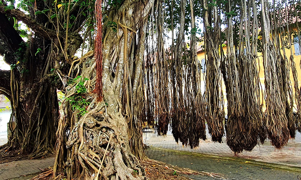Galle, "Banyan Tree", Sri Lanka, UNESCO-Weltkulturerbe, © SriLanka-Lifestyle.com by Nathalie Gütermann