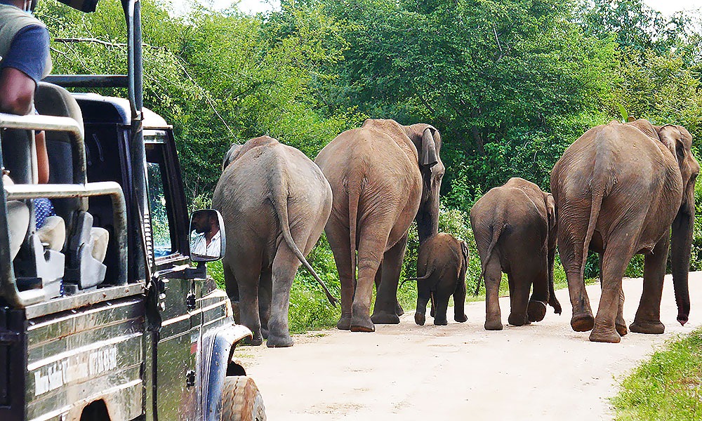 Uda Walawe Nationalpark, Jeep-Safari, Sri Lanka, © SriLanka-Lifestyle.com by Nathalie Gütermann