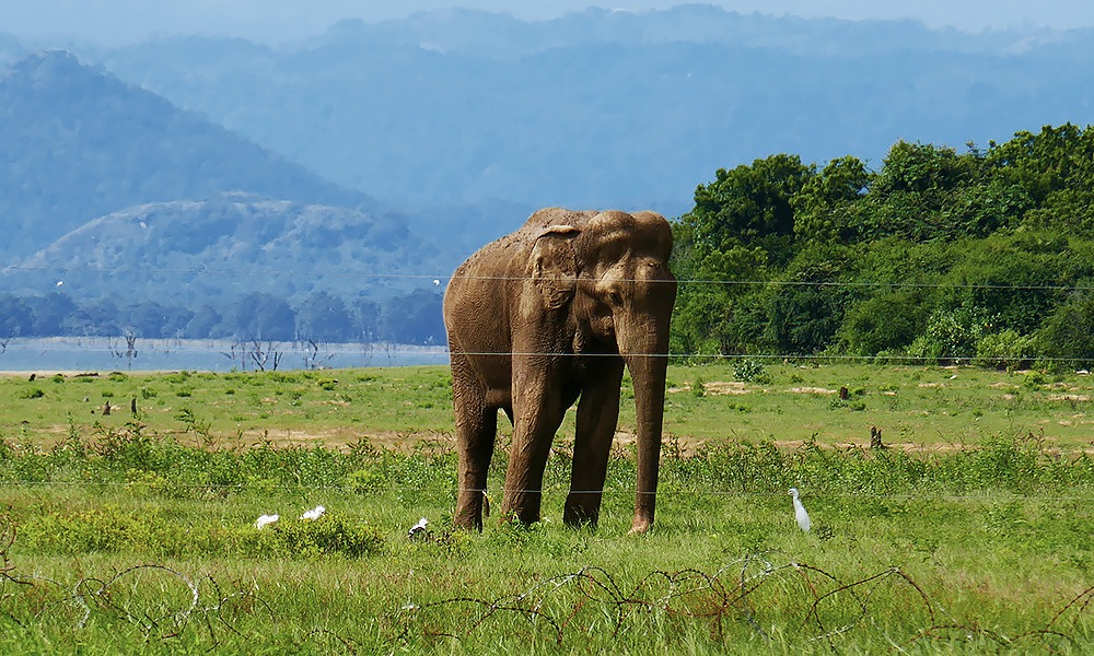 Uda Walawe Nationalpark, Sri Lanka, © SriLanka-Lifestyle.com by Nathalie Gütermann