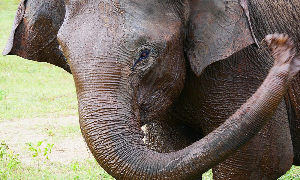 Uda Walawe Nationalpark, Elefantenbaby, Sri Lanka, © SriLanka-Lifestyle.com by Nathalie Gütermann
